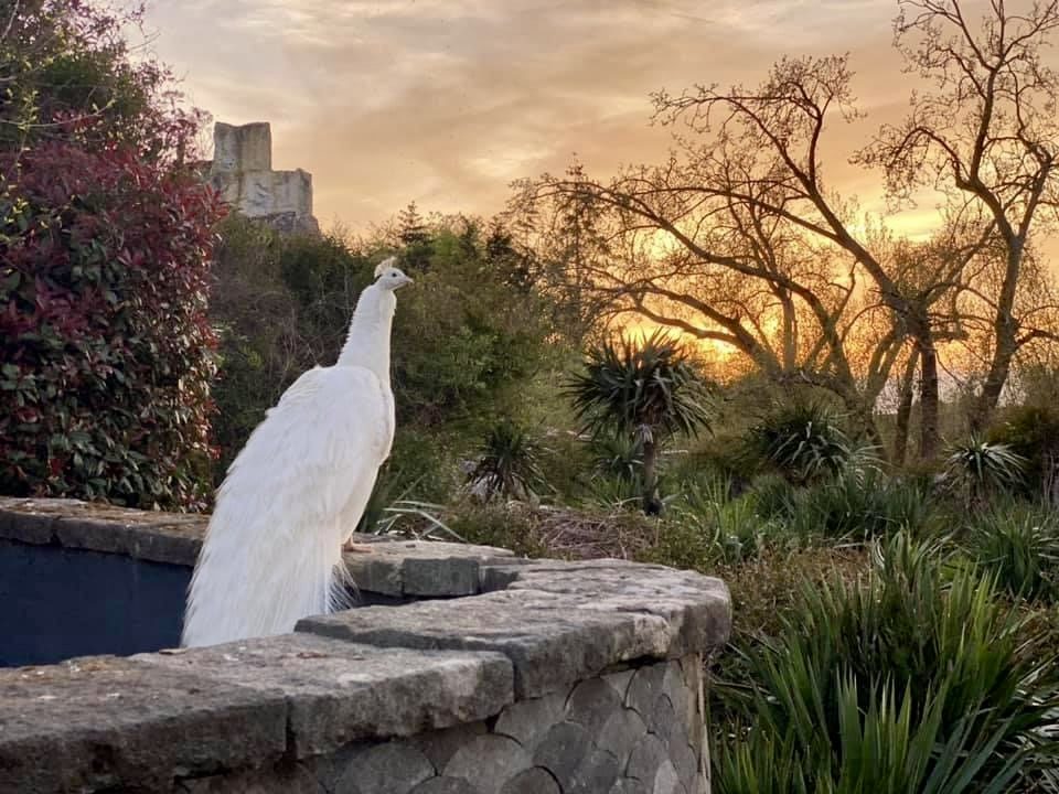 Pairi daiza peacock at sunset