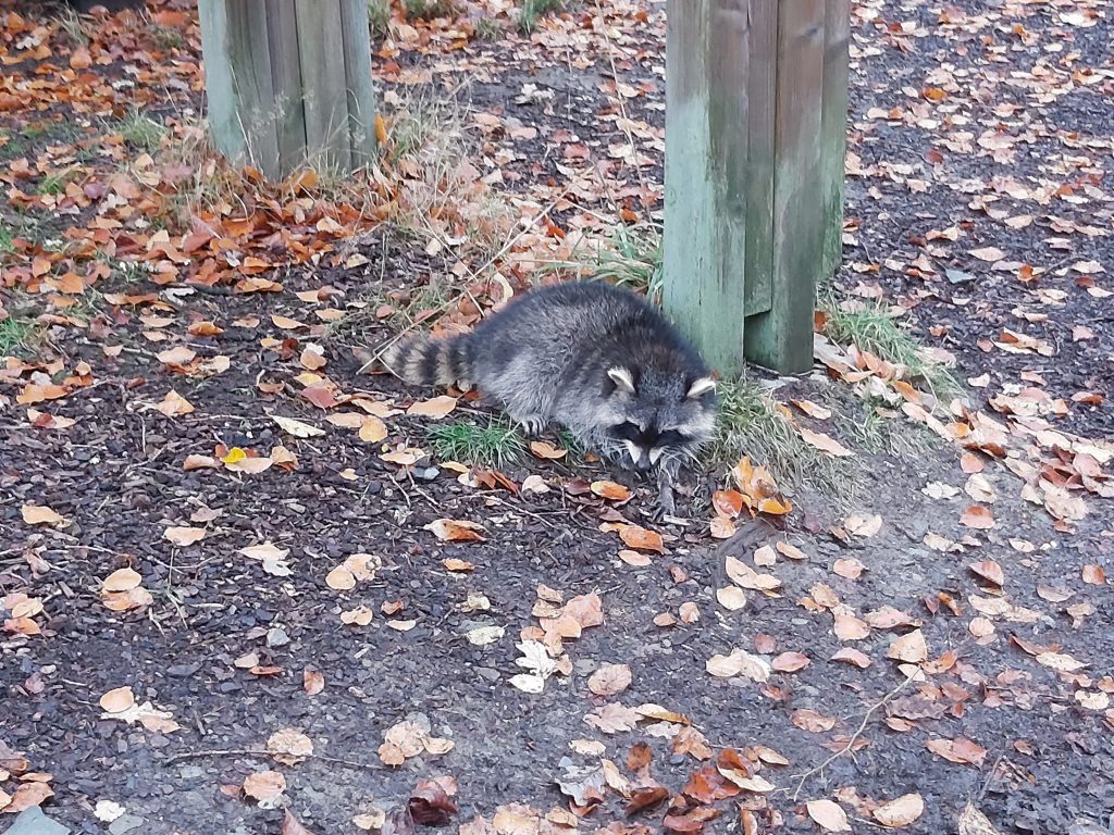 Raccoon in the Ardenne femmvoyage