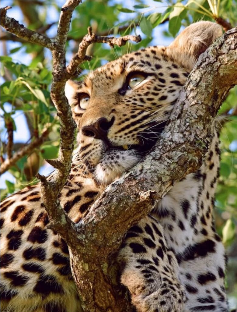 Africa panter in a tree