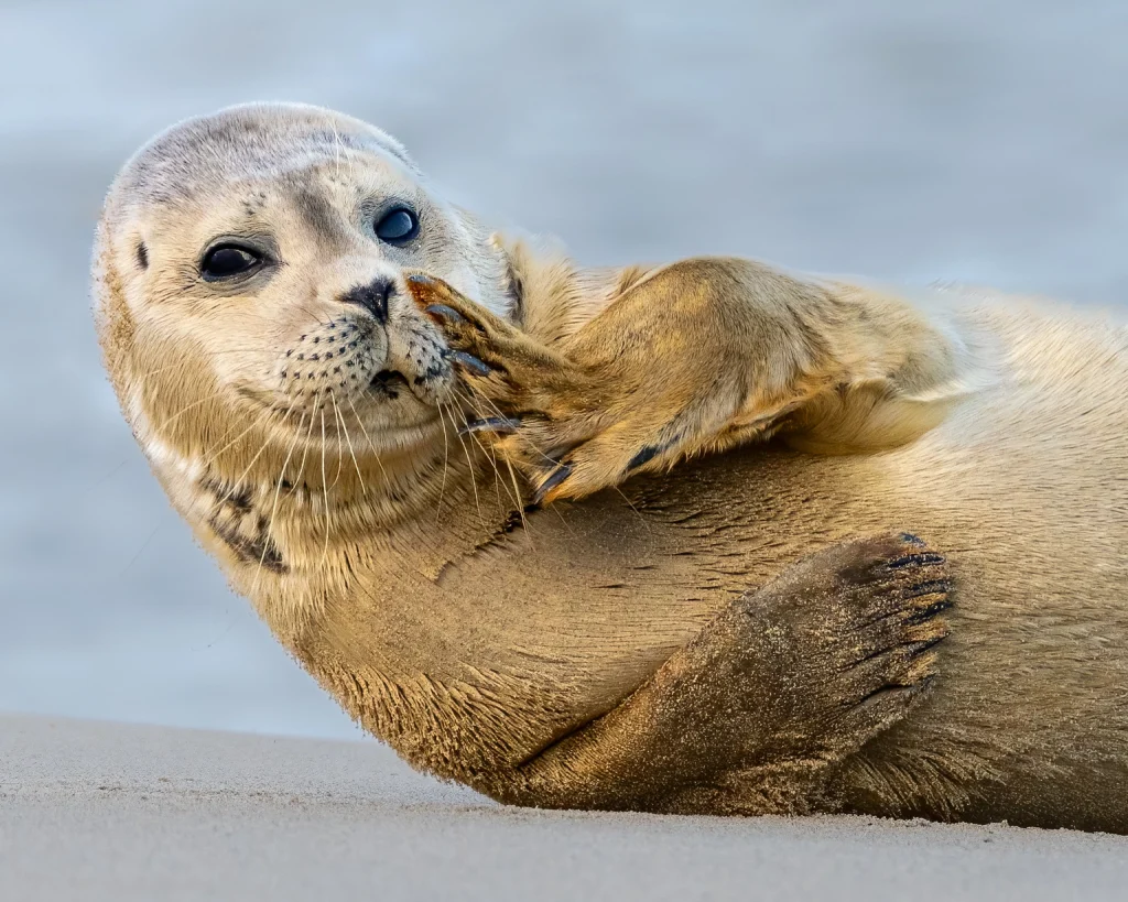 A seal lounging on the sandy beach, basking in the sun with the calm sea in the background