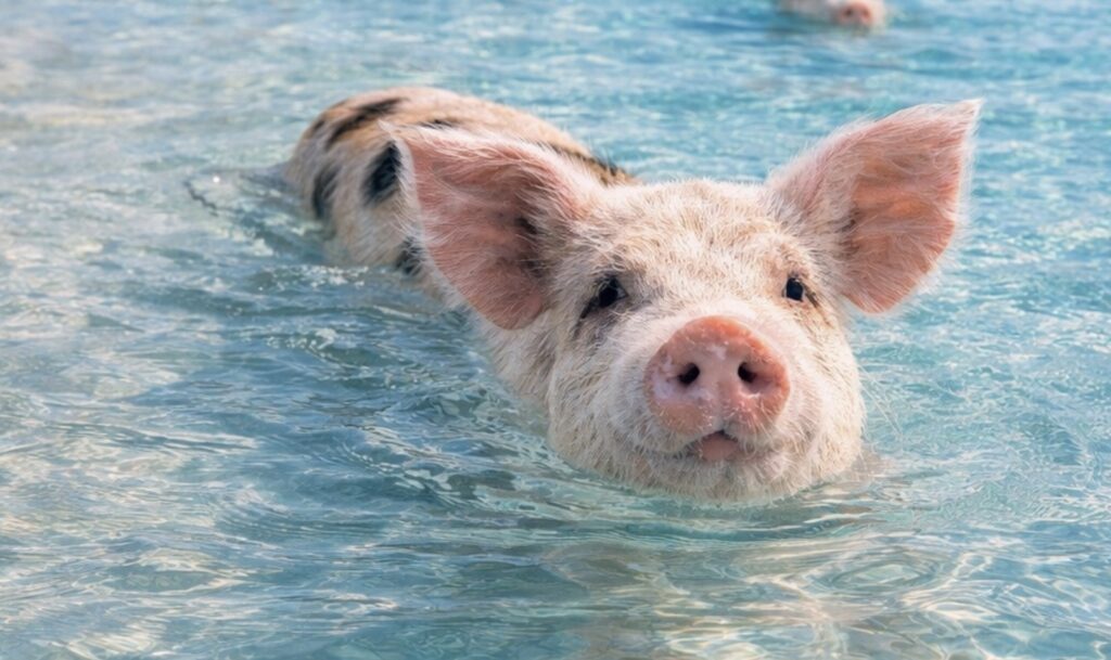 Spotted swimming pig Exuma Bahamas crystal clear turquoise water close up