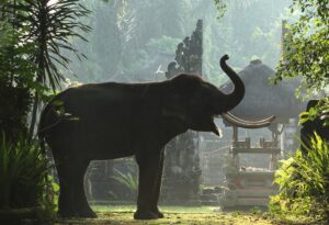 Sumatran elephant standing in the garden of Mason Elephant Park with its trunk raised