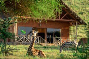 Giraffe in front of a wooden cabin at Serval Wildlife, Nairobi, Tanzania.