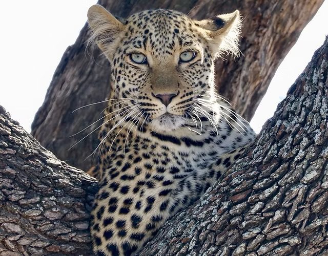 Pater in a tree in Africa