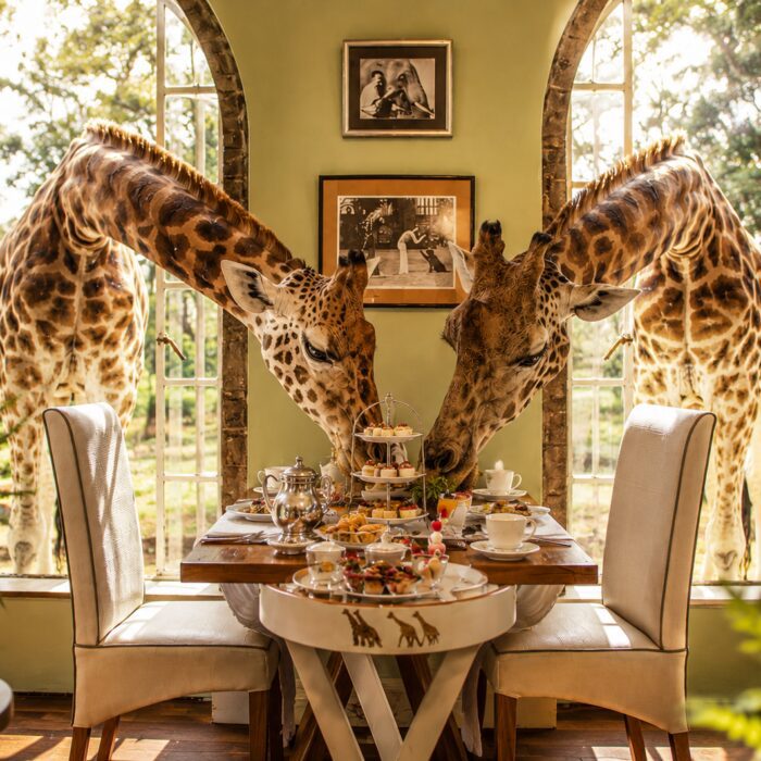 Two giraffes leaning through the windows during breakfast at Giraffe Manor in Nairobi