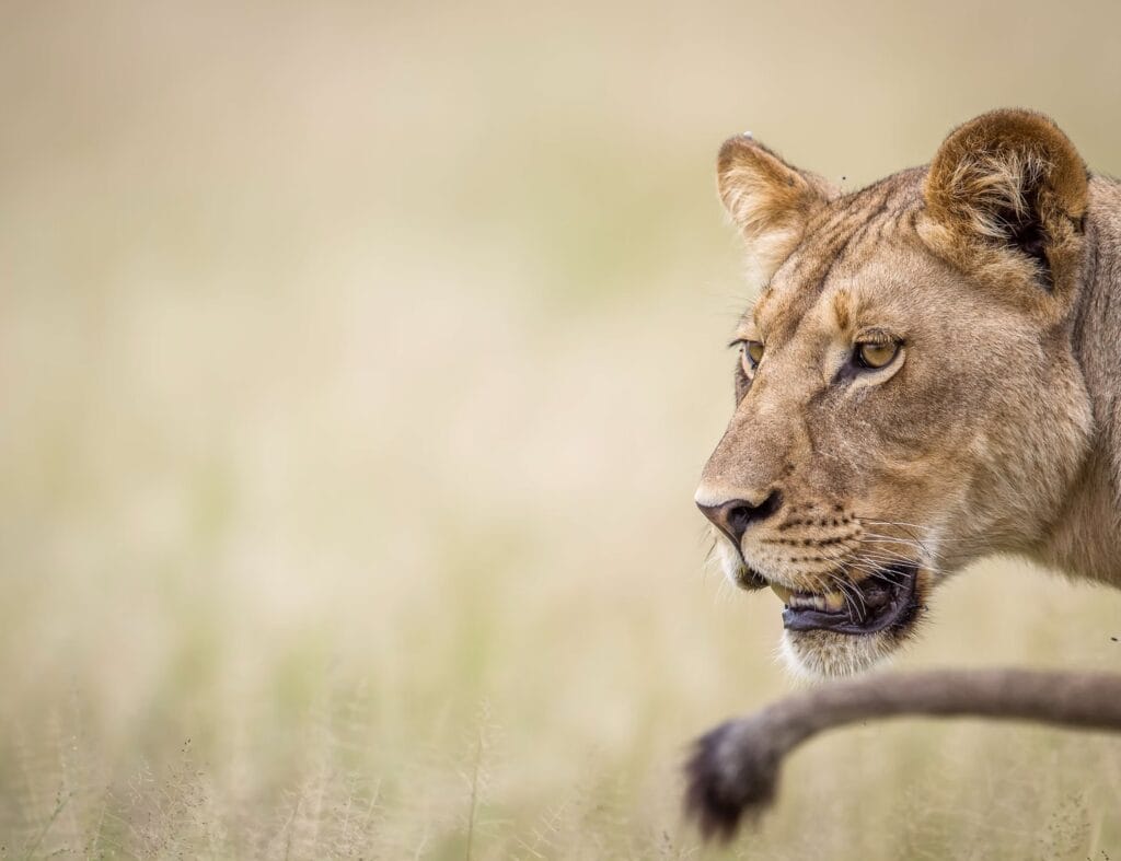 Africa Lioness