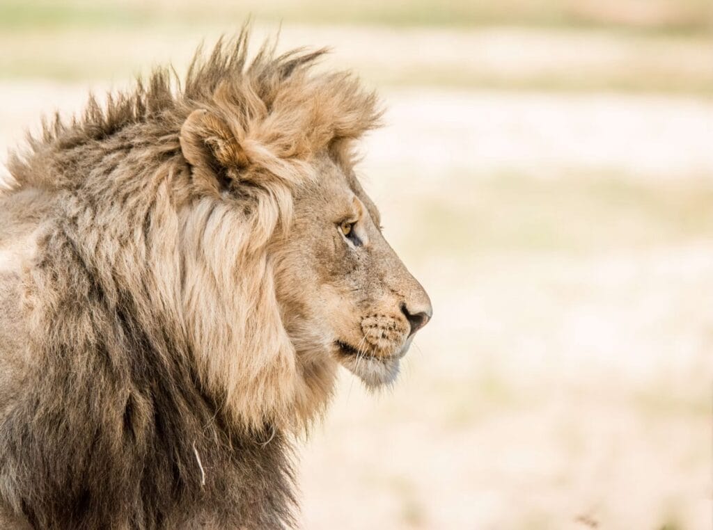 Africa lion