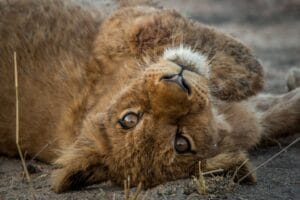 lion cub