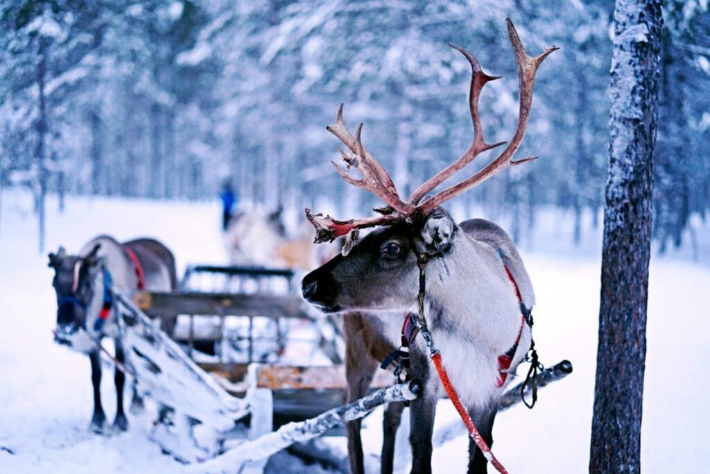 Rendier in the snow