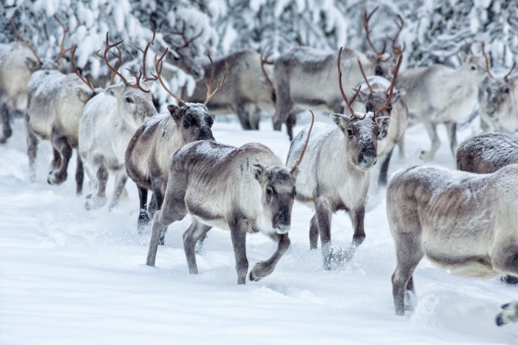 Reindeer herd