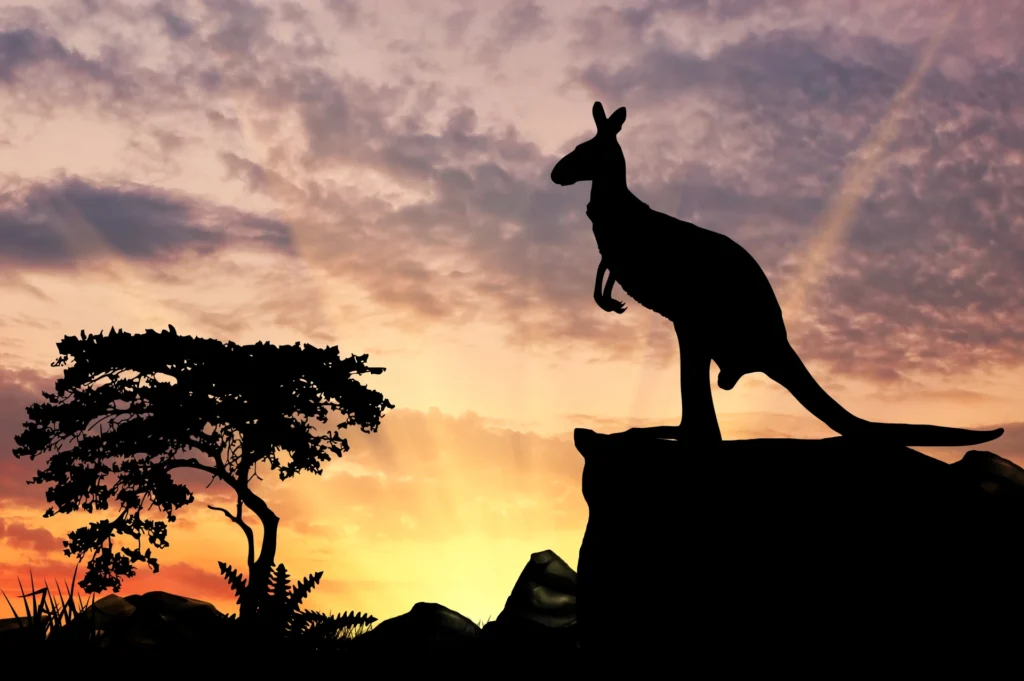 Australië kangaroo