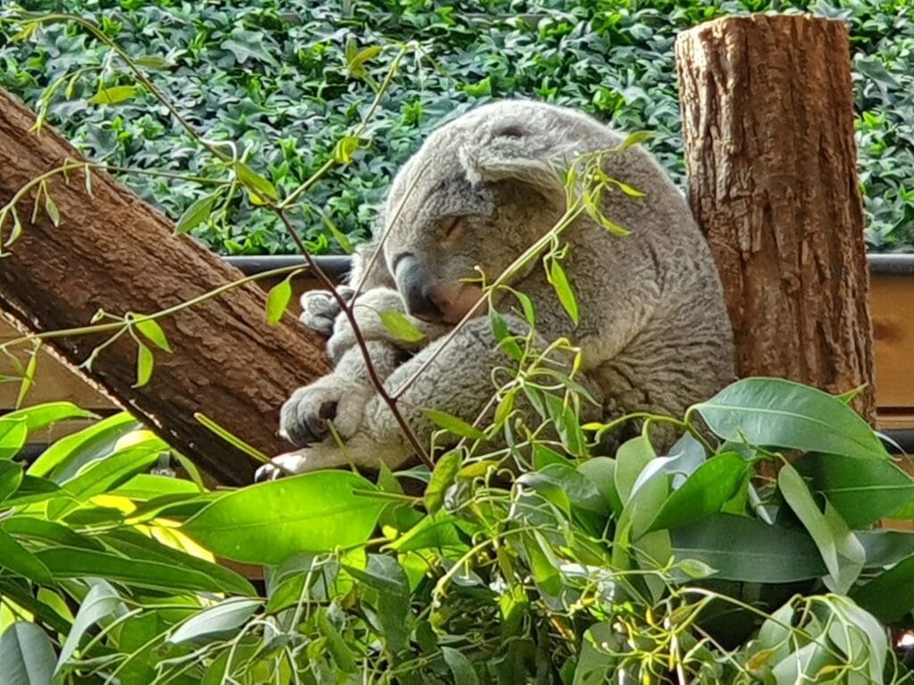 Koala in pairi daiza