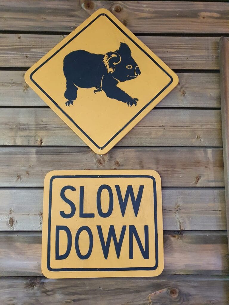 Slow down koala sleeping in pairi daiza