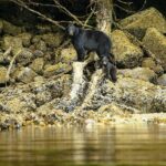 Nimmo Bay Wilderness Resort Canada