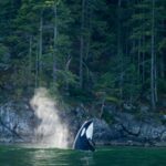 Nimmo Bay Wilderness Resort Canada