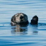 Clayoquot Wilderness Lodge Canada