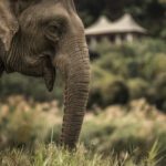 Elephant at the Four Seasons Tented Camp Golden Triangle, Thailand