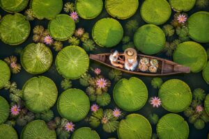 Woman in wooden boat among giant lotus leaves at Ma Doo Bua Café Phuket Thailand aerial view