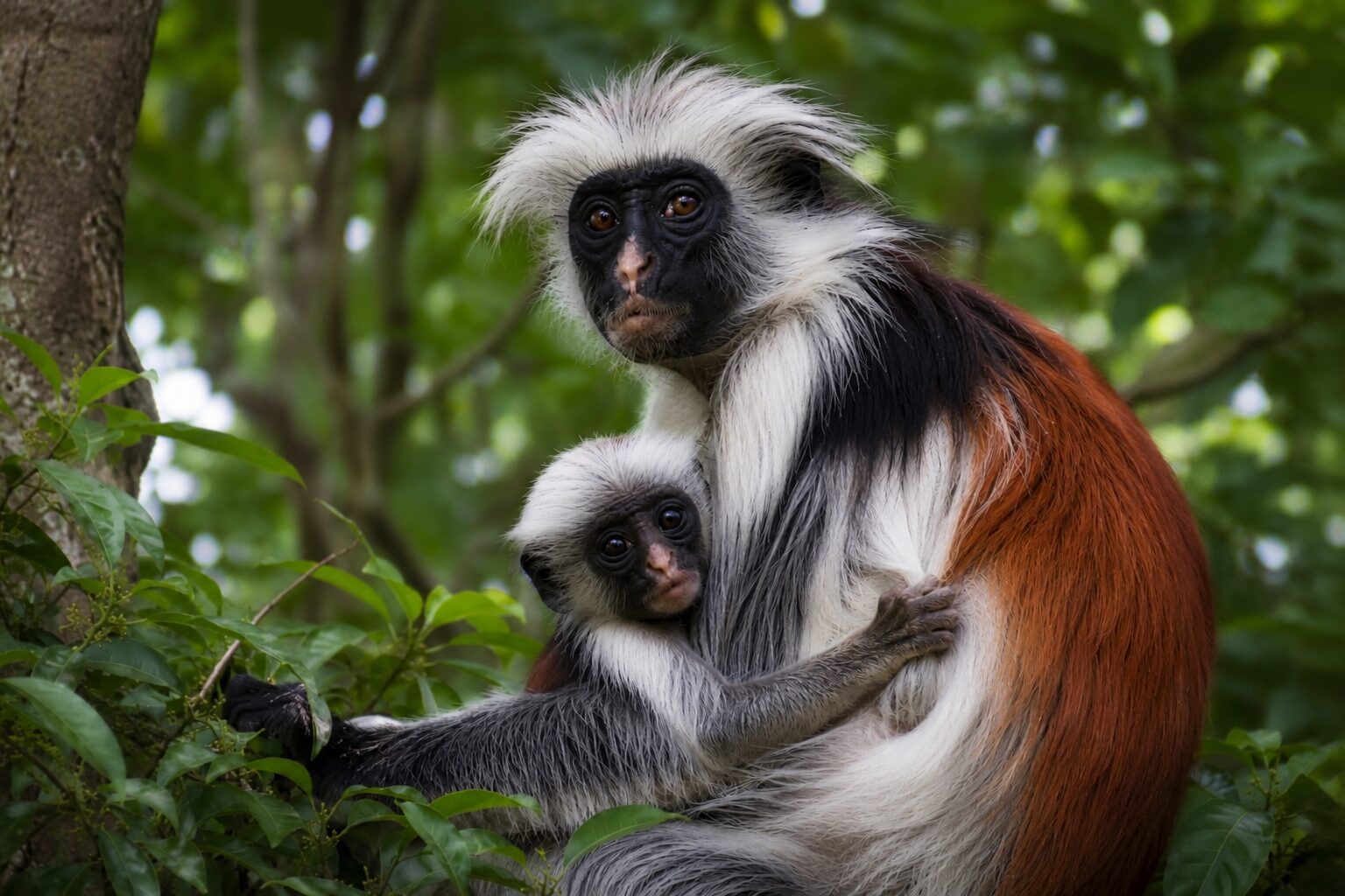 Mother Zanzibar red colobus monkey holding her baby in a tree in Jozani Forest National Park, Zanzibar, Tanzania.